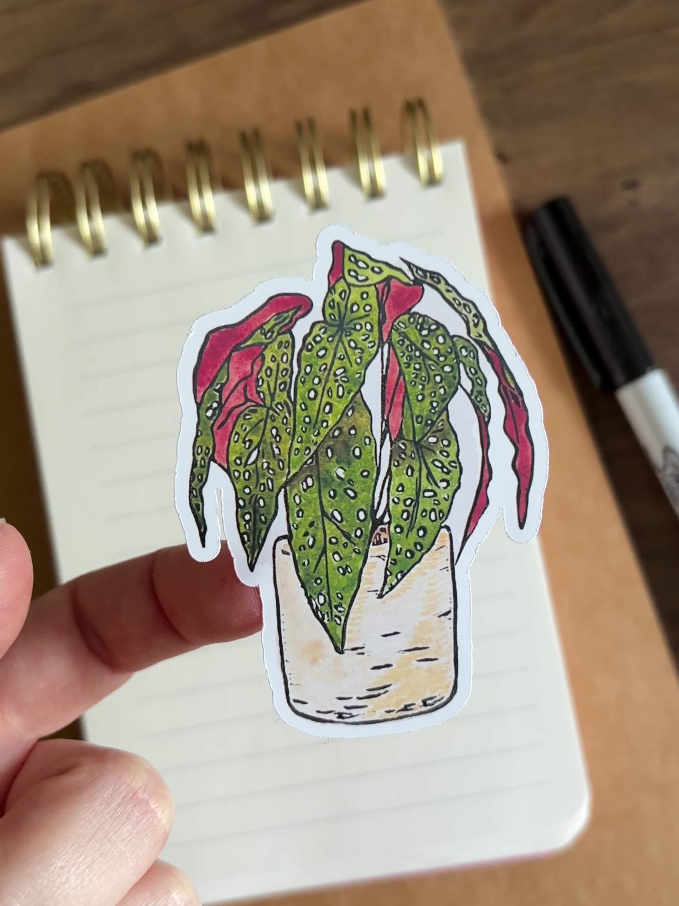 Polkadot Begonia Vinyl Sticker