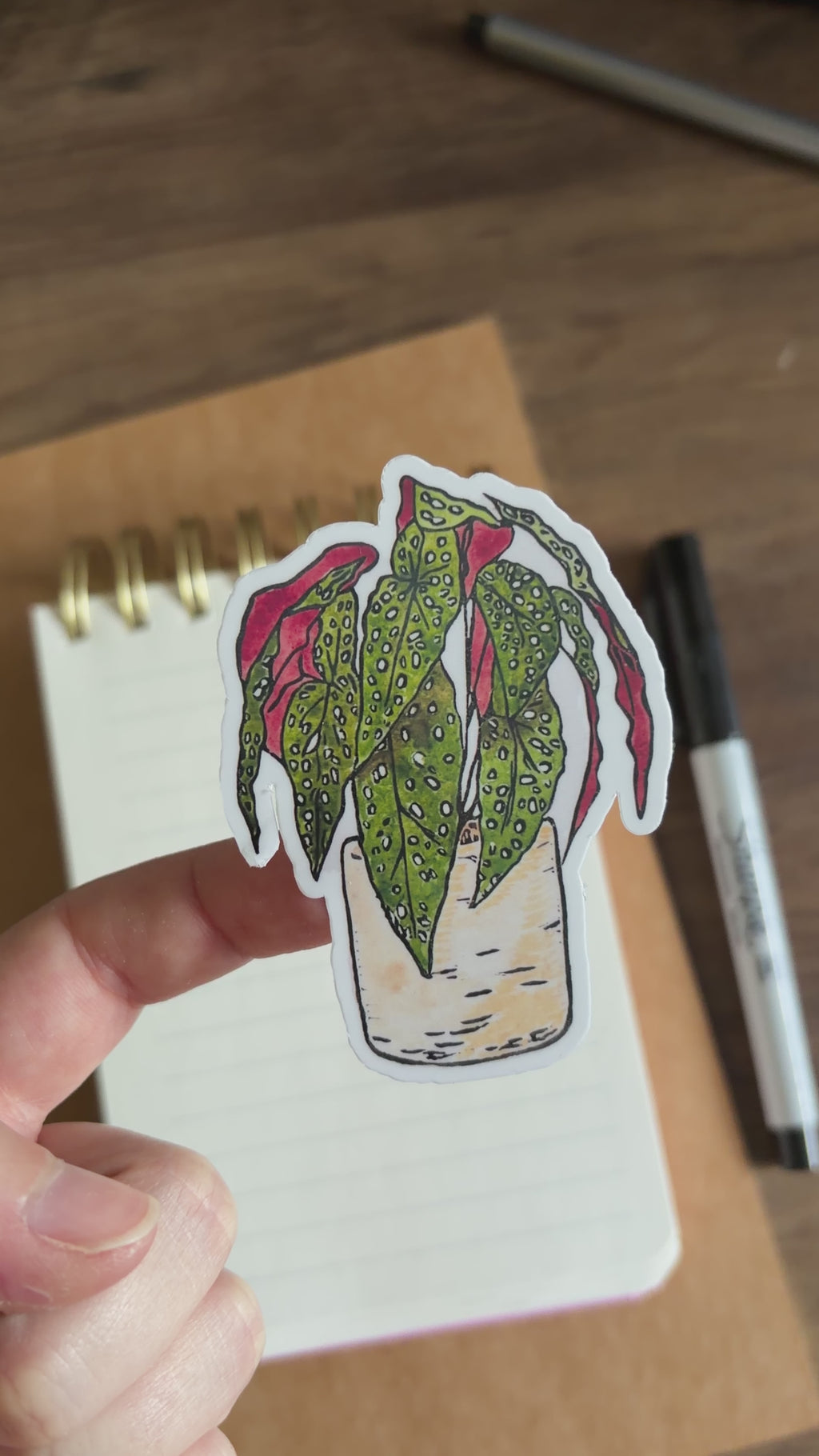 Polkadot Begonia Vinyl Sticker