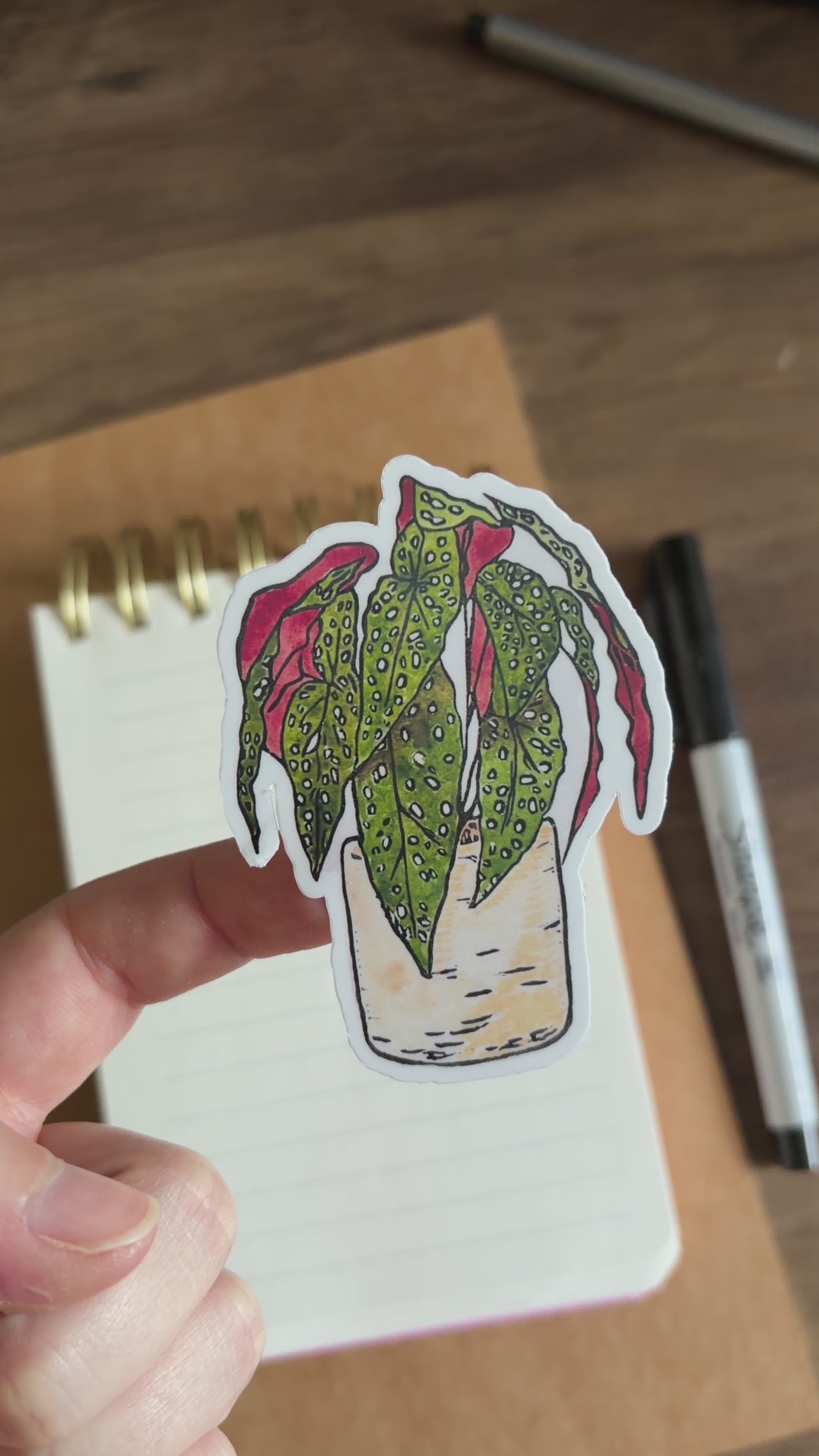 Polkadot Begonia Vinyl Sticker